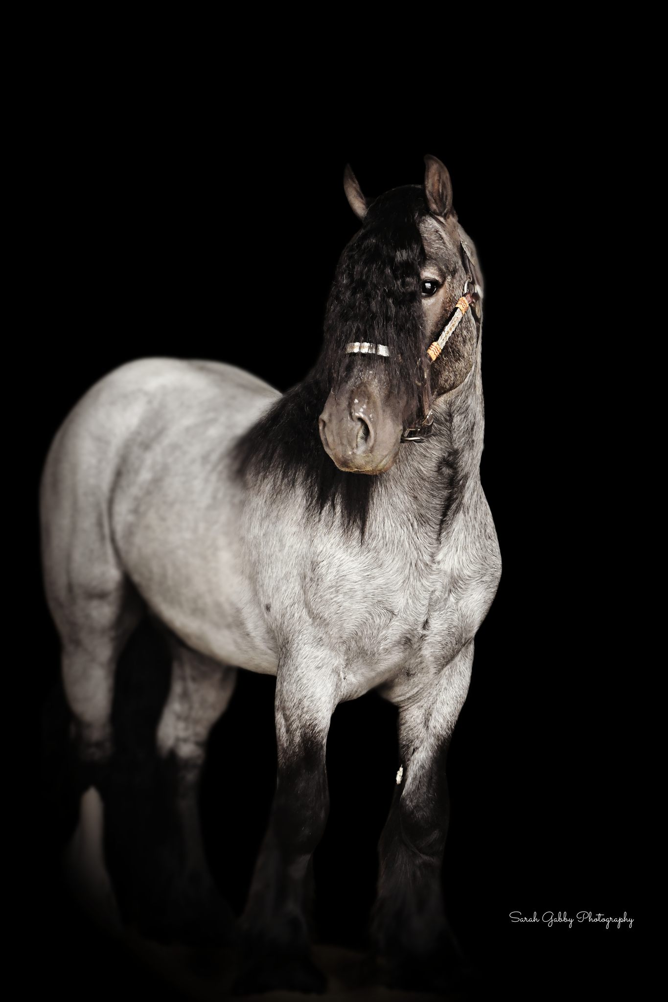 RiverPointe Blue Moon - The Blue Roan Gypsy Vanner Horse